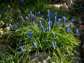 Půvaby květin - Jaro v modrém