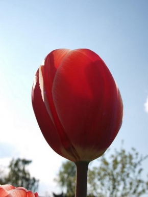 Půvaby květin - Kvet tulipanu