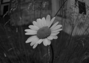 Půvaby květin - Kostelní Sedmikráska