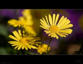 Půvaby květin - Yellow