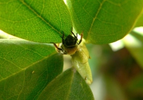 Makrofotografie - Včela