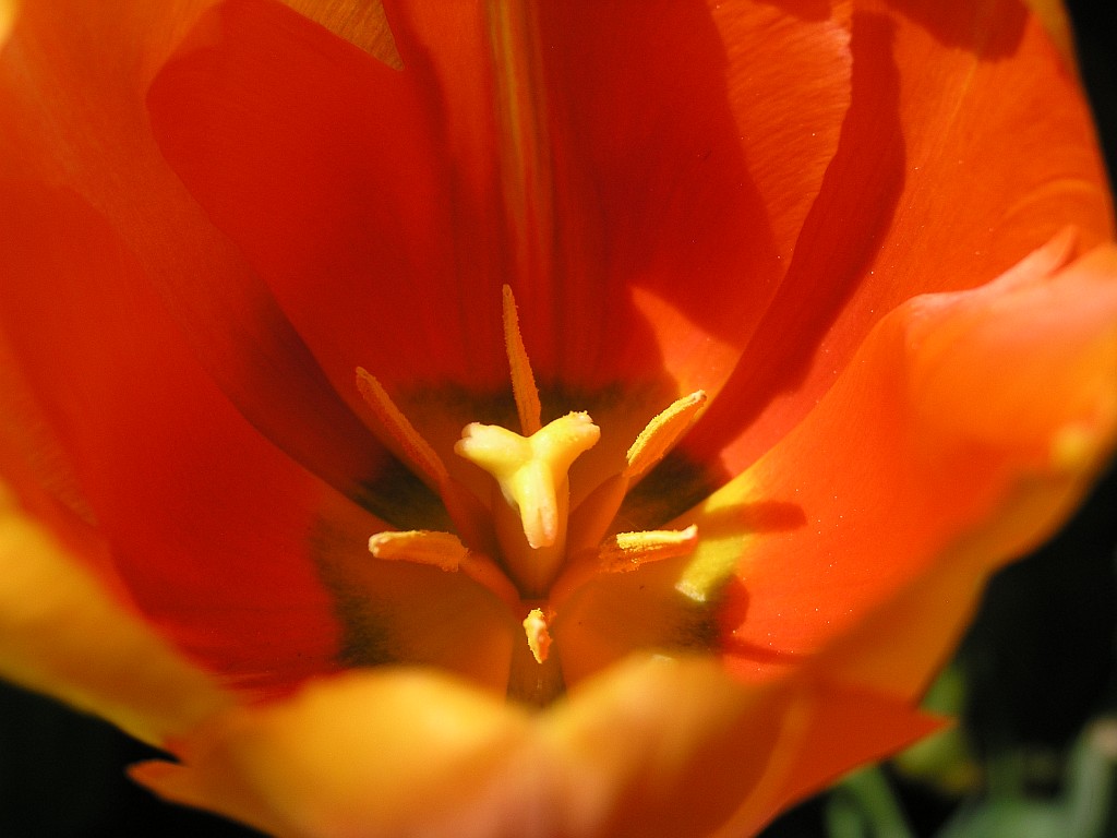 Západ slunce v tulipánu