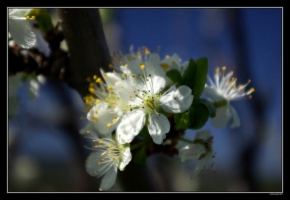 Makrofotografie - Cherry Tree Floret