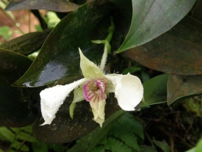Liběna Nosovská - Bílá orchidej