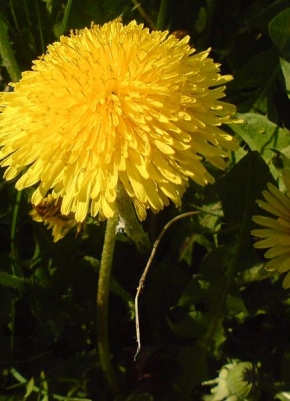 Půvaby květin - žlutý deštník