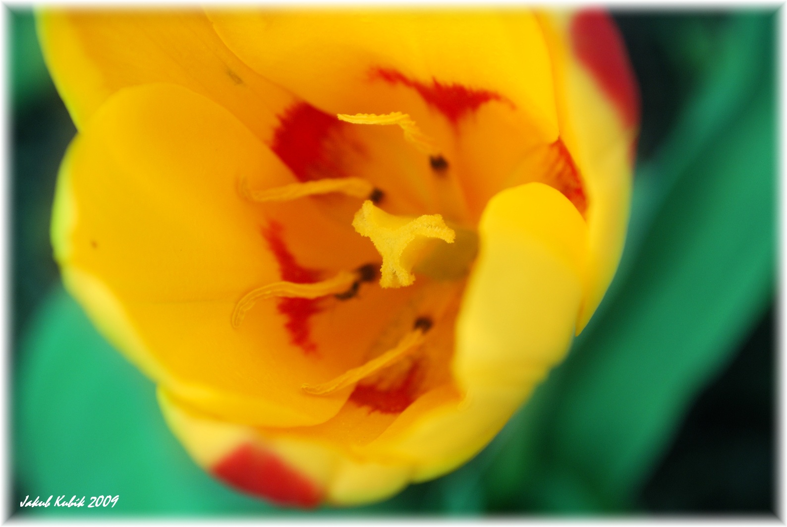 Aprílový tulipán
