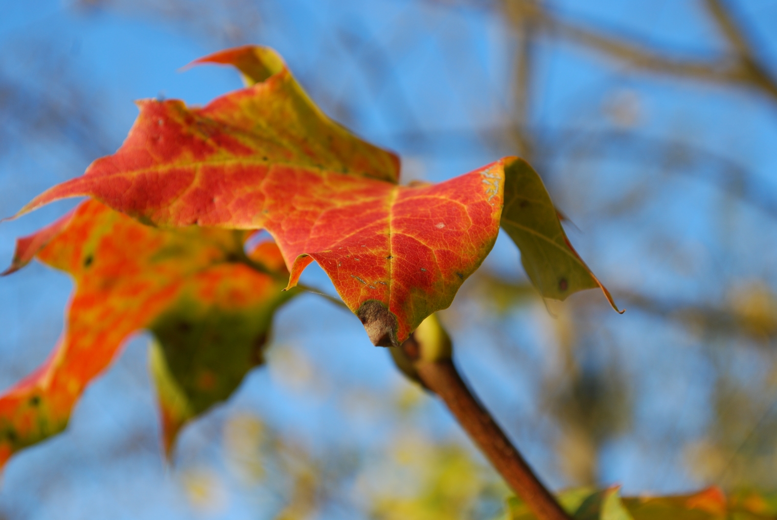 Barevná podzimní příroda