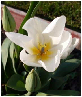 Půvaby květin - Bílá hvězda