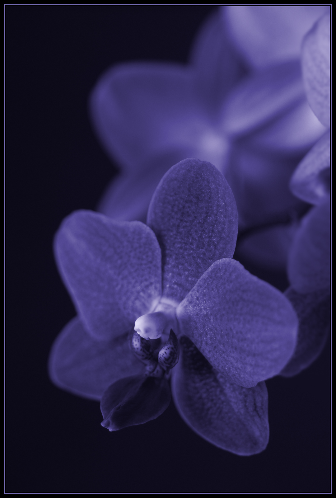 Orchidej v modrém