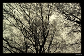 Stromy - Winter Trees