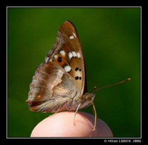 Milan Ludvik - Butterfly