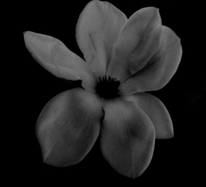 Půvaby květin - Nežnosť ukrytá v hĺbke kvetu