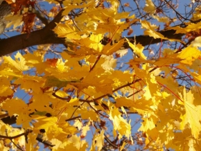 Stromy - Sladký podzim