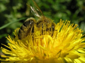 Makrofotografie - Včela