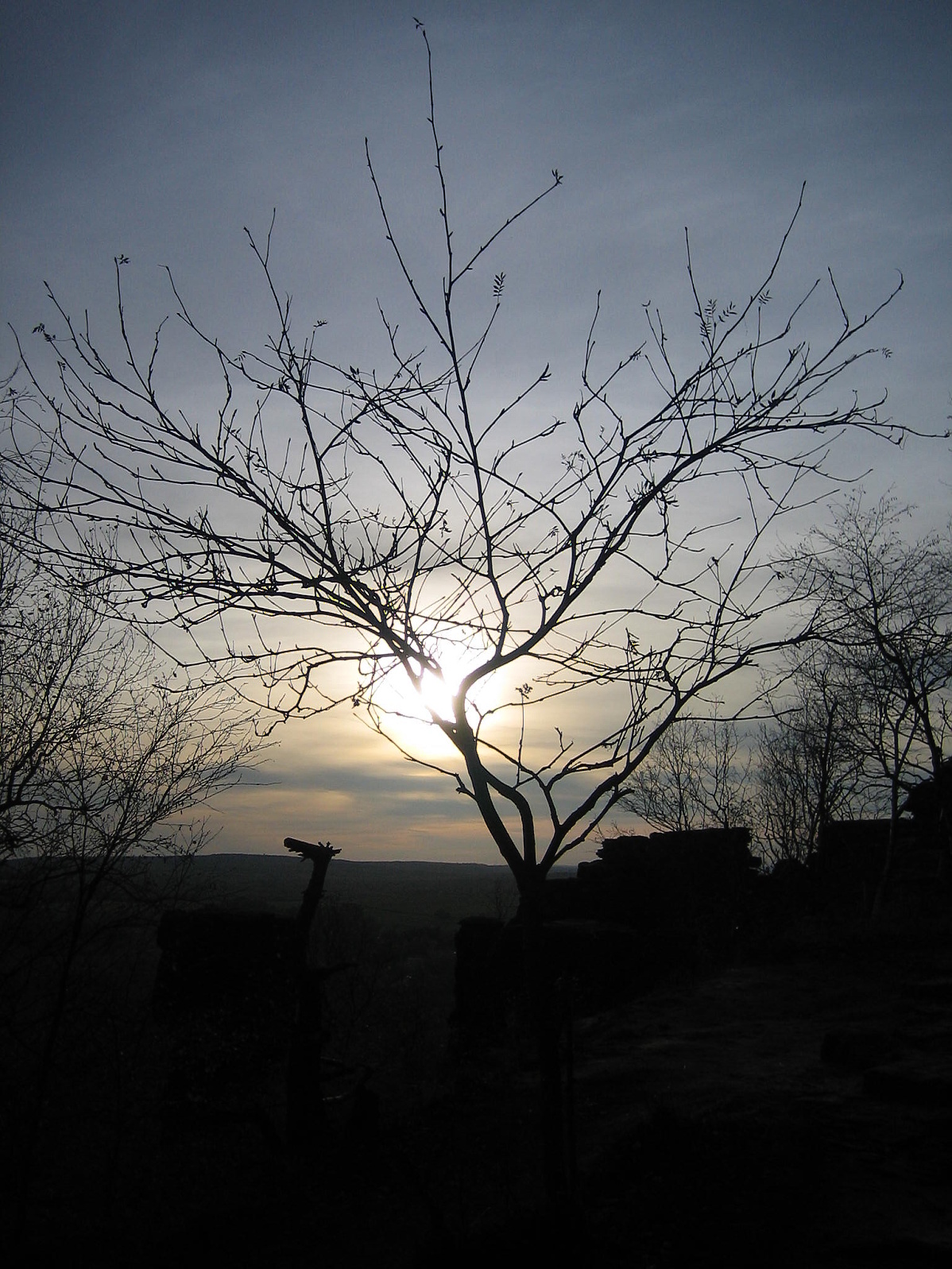 Strom při západu Slunce
