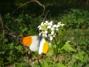 Fotograf roku v přírodě 2009 - Motýlek