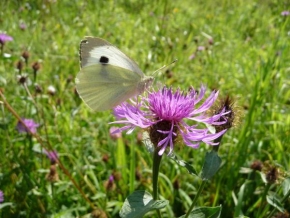Fotograf roku v přírodě 2009 - Motýlek bělásek