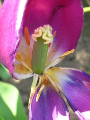 Makrofotografie - Pominulá krása jednoho tulipánu