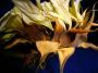 Květa Novotná -Uschlá slunečnice