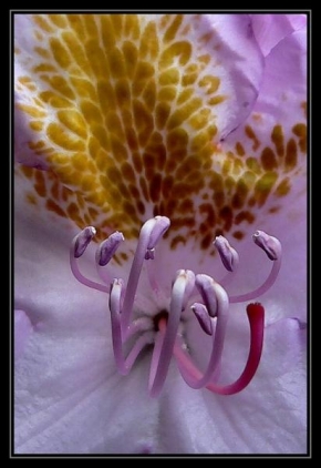 Makrofotografie - Rhododendron
