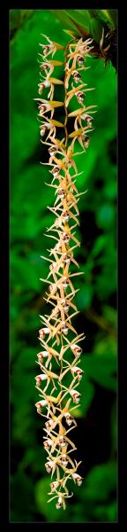 Půvaby květin - Makrorama orchidej
