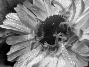 Makrofotografie - Temný květ