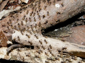 Makrofotografie - Ferdové mravenci