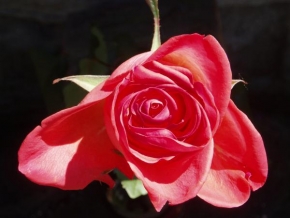 Makrofotografie - Růže v rozkvětu