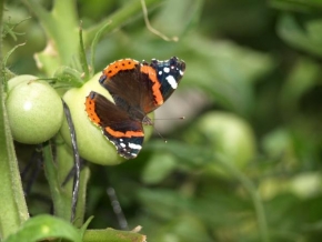 Makrofotografie - Motýl ve skleníku