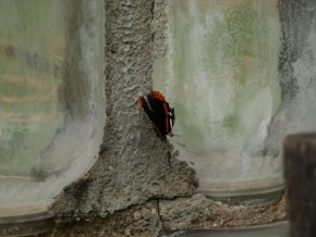 Makrofotografie - Motýl babočka