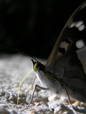 Makrofotografie - Motýl