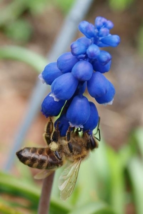 Makrofotografie - Pilná včela