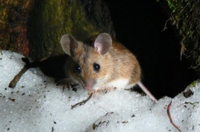 Makrofotografie - Myšice lesní