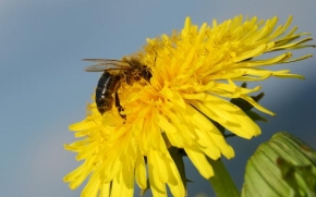 Makrofotografie - To be a bee
