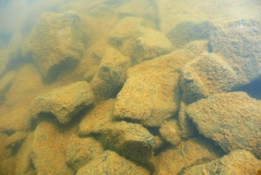 Makrofotografie - Voda v našem rybníce