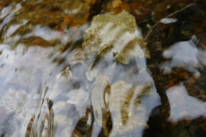 Makrofotografie - žába ve vodě