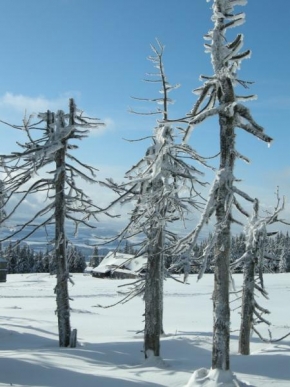 Stromy - První sníh