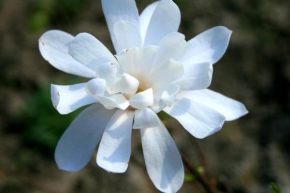 Půvaby květin - Bílé slunce