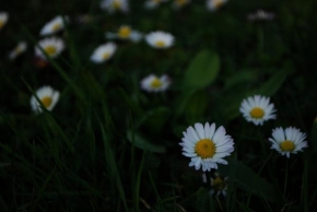 Půvaby květin - Sedmikrásky