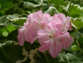 Půvaby květin - Růžový muškát