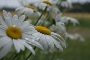 Půvaby květin - Kopretiny po dešti