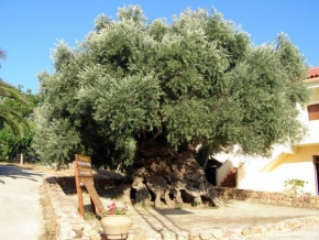 Stromy - Olivovník