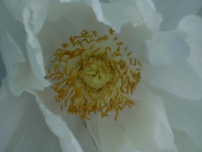 Půvaby květin - Bílý(í) kontrast