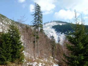 Stromy - Brr kruté podmínky