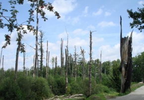 Stromy - Šumava 2008
