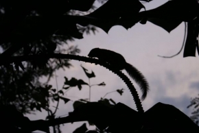 Stromy - Veverka v tropech
