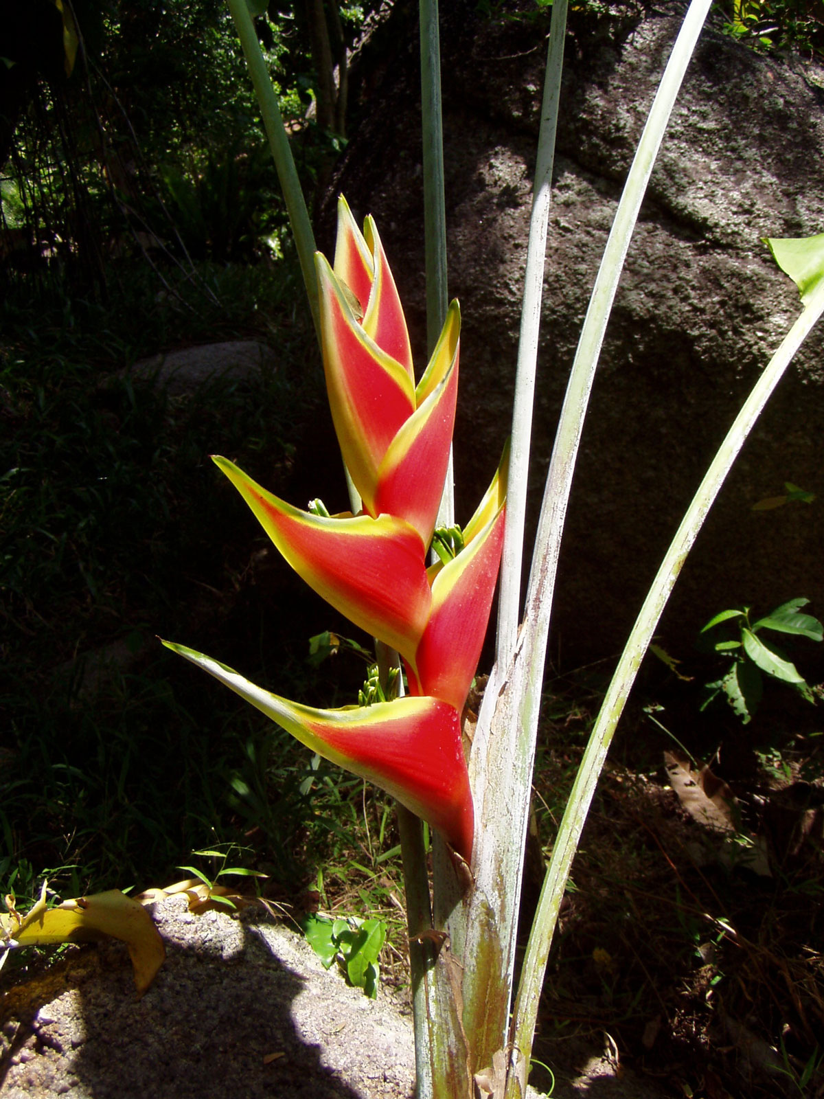 Tropický květ