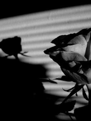 Půvaby květin - Fotograf roku - junior - Růže a ticho