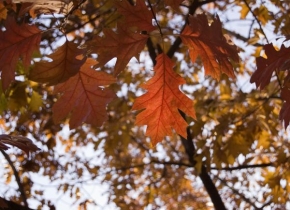 Stromy - Podzimní listy