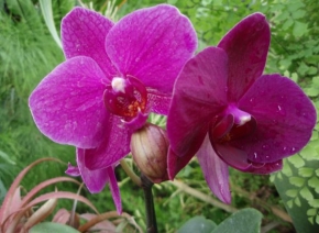 Půvaby květin - Půvab Orchideje